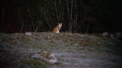 Luchs im Unterengadin. Archivfoto: Jon Duschletta