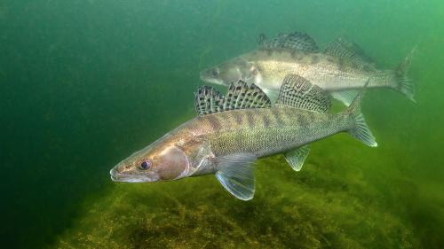 Der Zander ist einer der wichtigsten Brotfische für die Berufs- und Angelfischerei. Foto: z. Vfg