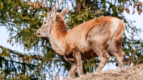 Symbolbild: Jon Duschletta