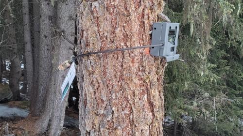 Üna camera da sulvaschina per controllar chi chi passa sülla ruta d’inviern vers il Piz Dora o il Piz Turettas  in Val Müstair (fotografia: Parc da natüra Biosfera Val Müstair).