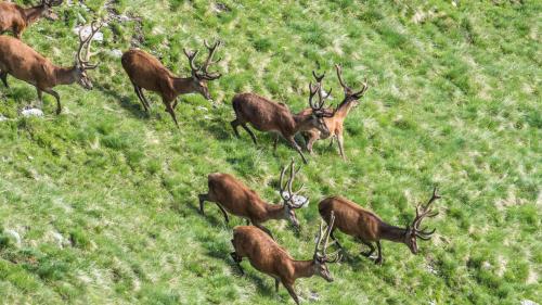 Die Hirsche laufen davon. Ob sie Wind vom Fotografen bekommen haben? Foto: SNP/Hans Lozza