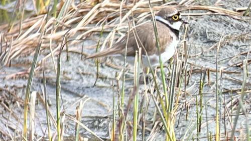 Der Flussregenpfeiffer. Foto: Schweizerische Vogelwarte