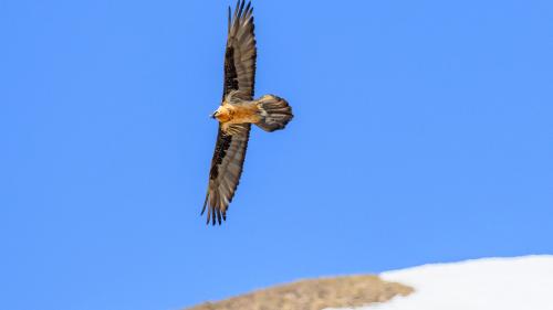 Rund 350 Bartgeier leben aktuell in den Alpen. Foto: SNP