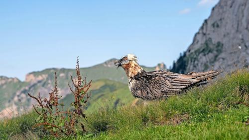 Tenor il nouv stüdi as reduplicharà la populaziun dal girun barbet fin l’on 2031, scha las cundiziuns restan favuraivlas (fotografia: Johannes Weyrich).