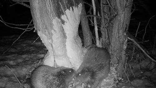 Seit 2017 lebte ein einzelner Biber weit abgeschlagen von seinen Artgenossen alleine im höchstgelegenen Biberrevier Europas bei Samedan. Foto: Amt für Jagd und Fischerei