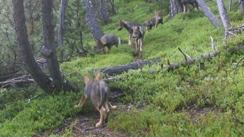 Den Fuorn-Rudel gibt es nicht mehr. Foto: Schweizerischer Nationalpark