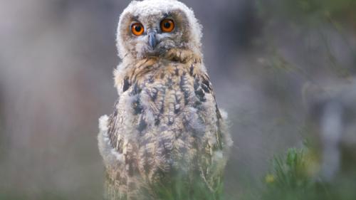 Jung-Uhus sind mit sechs bis sieben Wochen flügge und geben ihren Eltern nachts mit anhaltenden Bettelrufen fast permanent ihren Standort bekannt. Archivfotos: David Jenny