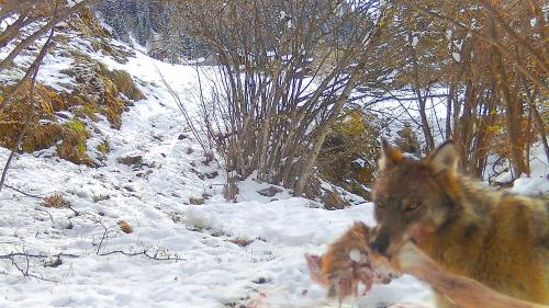 Dieser Wolf wurde in der Region Bergün gesichtet. Foto:Amt für Jagd und Fischerei Graubünden