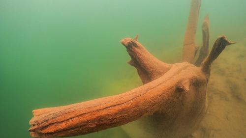 Die Unterseebäume sind über 1440 Jahre alt und liegen oder stehen in einer Tiefe von sechs bis 30 Metern. Fotos: Benoit Pierroz