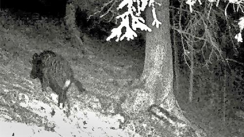 Üna trapla fotografica vaiva filmà la bes-cha la fin dal 2024 i’ls contuorns da Zernez (fotografia: mad).