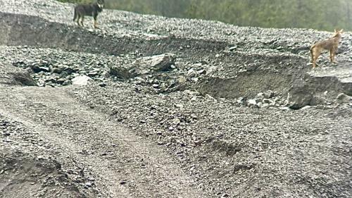 Im Unterengadin hat sich ein Wolfspaar angesiedelt. Foto: z.Vfg.