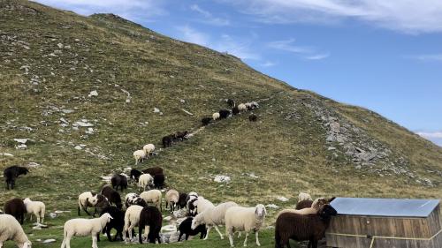 Die Schafe am Crap Puter sind nachts im Pferch, dennoch hat der Wolf hier Schafe gerissen. Foto: Fadrina Hofmann