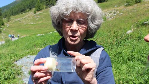 Angelika Abderhalden bestimmt die in der Val Susauna gefangenen Heuschrecken. Fotos: Stefanie Wick Widmer