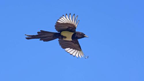 Die Elster ist besser als ihr (schlechter) Ruf. Aber sie ist ein schlauer, anpassungsfähiger Opportunist. Fotos: Ueli Rehsteiner