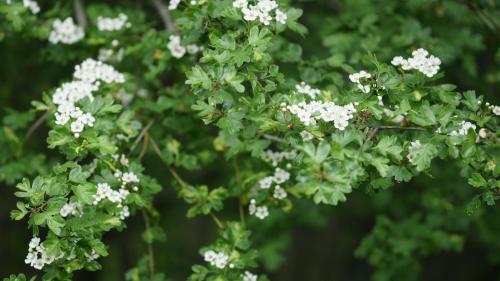 Weissdorne sind eine Pflanzengattung innerhalb der Familie der Rosengewächse. Foto: Jürg Baeder