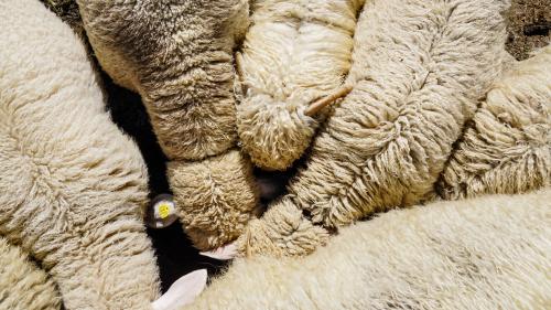 Die Schafe wurden ins Tal transportiert. Symbolbild: Jon Duschletta