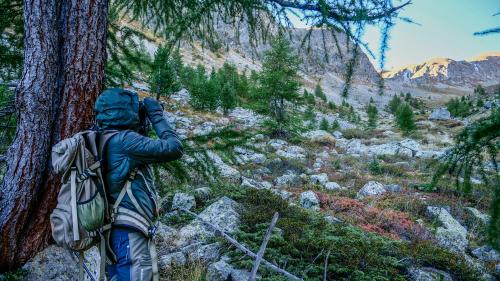 Am Montag beginnt die Bündner Hochjagd und für die Jägerschaft gleichermassen die schönste Zeit des Jahres. Archivbilder: Jon Duschletta