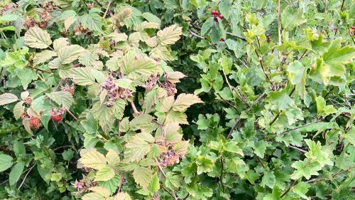 In der alten Siedlung Gonda gibt es noch Johannisbeeren aus dem 17. Jahrhundert. Wilde Beeren sind im Gegensatz zu den kultivierten oft noch etwas säuerlicher. Fotos: Jürg Wirth
