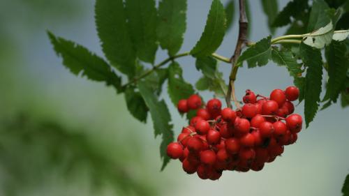 Aus den Beeren werden Marmelade, Säfte und Kompotte hergestellt. Fotos: Jürg Bäder