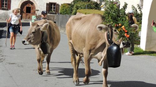 Las vachas as preschaintan per part bain decoradas dürant la s-chargiada da l’Alp Laisch (fotografia: Benedict Stecher).