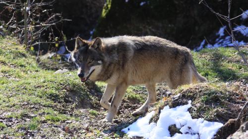 Symbolbild. Foto: CHWOLF