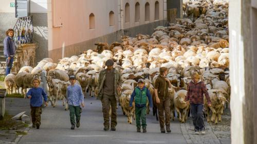 Impressionen der Schafscheide in Ftan. Foto: Barbara Esther Siegrist