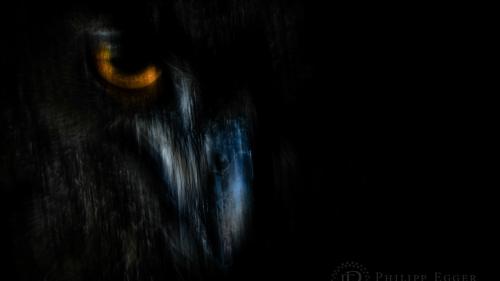 Mit gezielter Kamerabewegung und langer Verschlusszeit ist das Siegerbild «Shadow Hunter» entstanden.		Foto: Philipp Egger