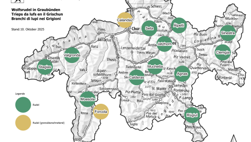 Aktuell leben 14 Wolfsrudel auf Kantonsgebiet, drei neue Wolfsrudel entstanden im Engadin.		 Karte: Amt für Jagd und Fischerei Graubünden