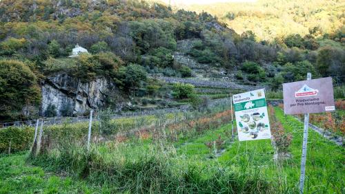 Anbau und Ernte von Oliven und Beeren erfolgt bei der Piccoli Frutti Valposchiavo GmbH im terrassierten, steilen Gelände in Campascio von Hand. Oben links die kleine Kirche Sant'Antonio da Padova. Fotos: Jon Duschletta