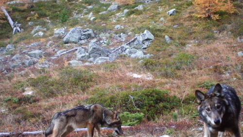 Symbolbild. Foto: Gruppe Wolf Schweiz