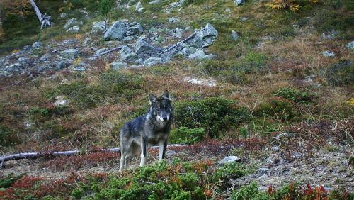 Der Wolf. Er sorgt immer wieder für geteilte Meinungen. Foto: Gruppe Wolf Schweiz