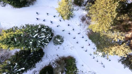 Am Samstag wird in St. Moritz bei sehr guten Loipenbedingungen der Swiss Cup ausgetragen. 	Fotos: Coop Ostschweiz-Ticino/Dominik Täuber 