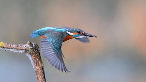 Mit seinem leuchtenden Gefieder und seiner furchtlosen Jagdtechnik ist der Eisvogel einer der beliebtesten Vögel der Schweiz. Foto: Beat Rüegger