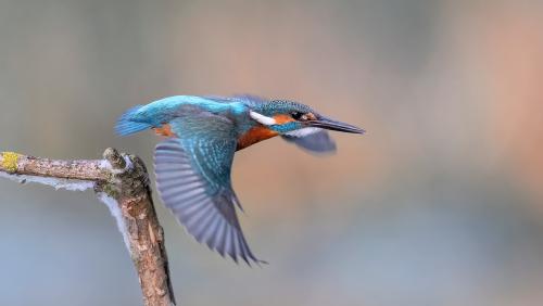 Mit seinem leuchtenden Gefieder und seiner furchtlosen Jagdtechnik ist der Eisvogel einer der beliebtesten Vögel der Schweiz. Foto: Beat Rüegger