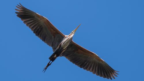 Da l'an 2014 as vaiva observo perfin ün irun cotschen a svoler sur Malögia (fotografia: Michael Gerber).