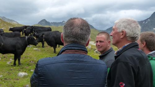 Discussiun traunter differents purs chi contaimplan il muvel da la razza angus süll’Alp Muottas (fotografia: Flurin Andry).