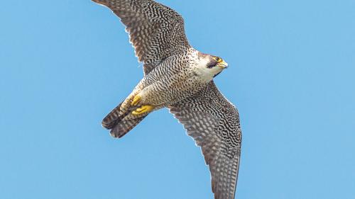 Il falcun pelegrin svoula mich’an millis da kilometers vers süd per passantar l’inviern in l’Africa. (fotografia: mad)
