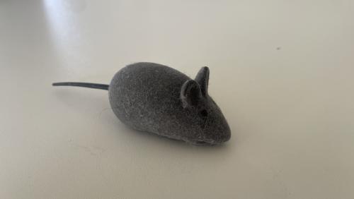 Die "Maus" im Haus. Foto: Reto Stifel
