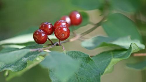Die glänzend roten Beeren sind für den Menschen aufgrund des Bitterstoffs Xylostein ungeniessbar und giftig. Foto: Jürg Baeder