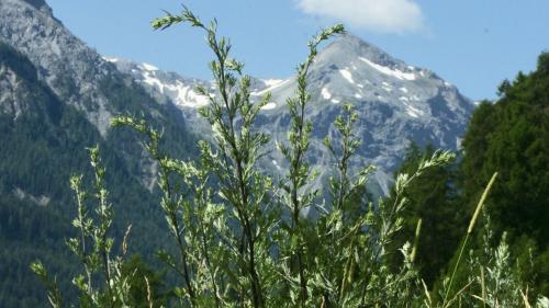 Foto: Jürg Baeder