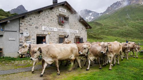 Immaterielles Kulturerbe der Unesco: die Alpsaison. Sie ist seit dem Mittelalter belegt und als solche seit 2023 auf der Unesco-Liste aufgeführt. Archivfoto: Jon Duschletta