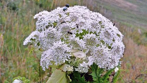 Riesenbärenklau: Pro Pflanze bilden sich bis 10'000 Samen pro Jahr. Foto: Jürg Baeder