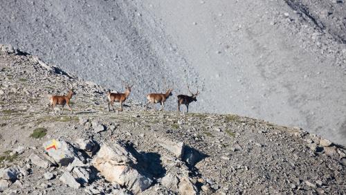 Während der Jagdsaison 2025 wurden in Graubünden 4630 Hirsche, 2776 Rehe, 2894 Gämsen sowie 78 Wildschweine erlegt. Foto: Claudio Gotsch
