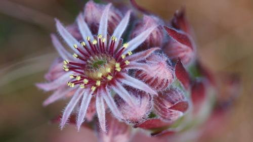 Diese schöne, grosse einzelne Blüte gehört zur Berg-Hauswurz. Foto: Jürg Baeder
