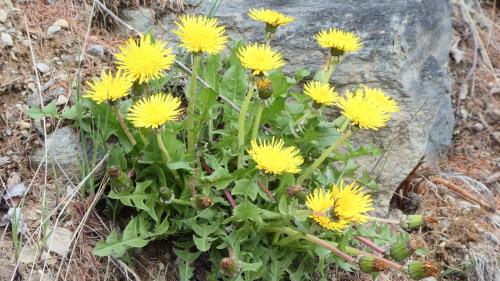 Taraxacum officinale, besser bekannt als gewöhnlicher Löwenzahn. Foto: Jürg Baeder