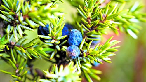 Es gibt helle, noch nicht reife Beeren, dann die blauen reifen Beeren im 3. Jahr nach der Blüte. Wacholdersträuche sind oft grünblau anzusehen, wobei die einzelnen Blätter einen feinen weissen Belag aufweisen. 	Foto: Jürg Baeder
